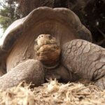 Galapagos islands conservation