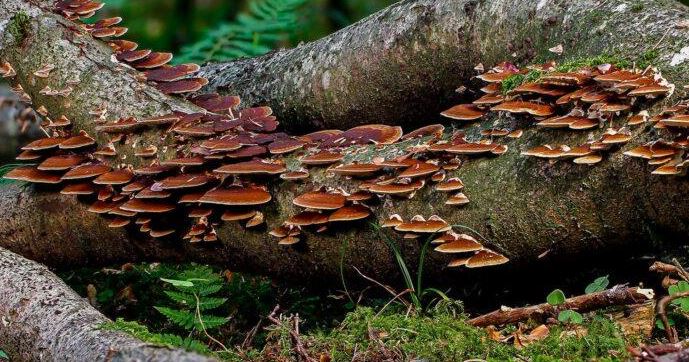 fungi environment importance